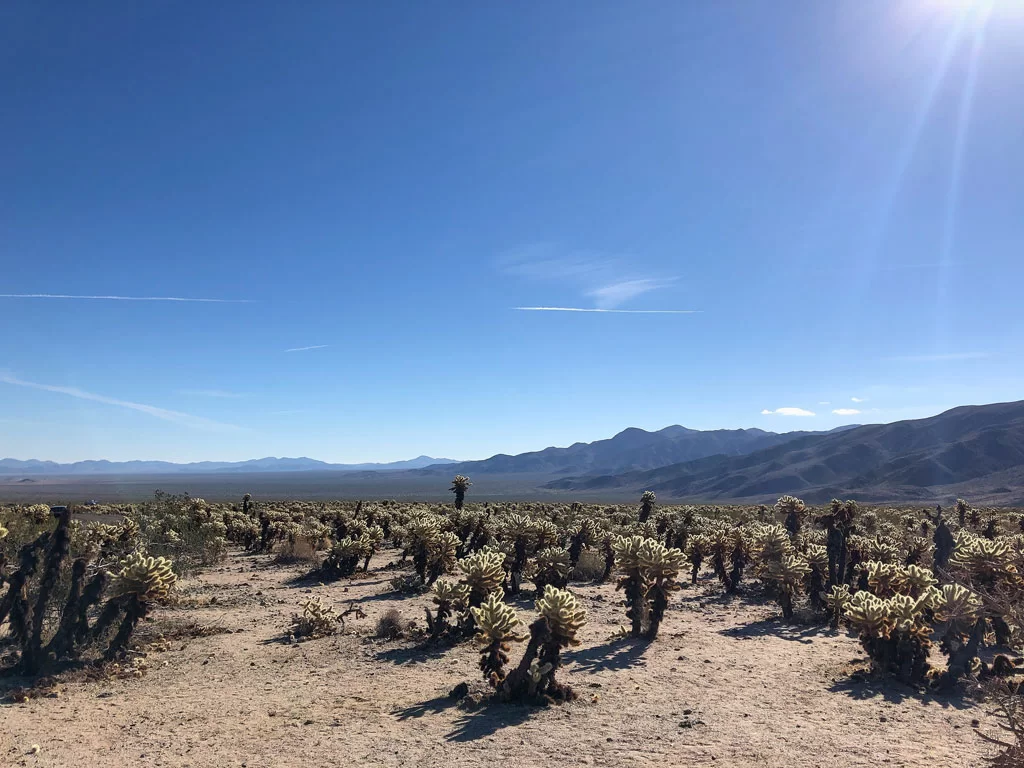 Parc Joshua Tree dans le désert de Mojave en Californie