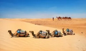 Excursion desert Tunisie